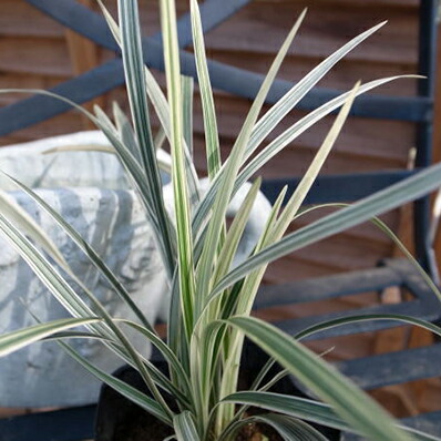 楽天市場】ユッカ ロストラータ 苗 レアな希少種 珍しい ビックベンド