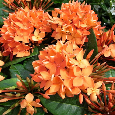 楽天市場 オレンジが魅力 サンタンカ フレッシュオレンジ4号鉢植え 鉢花 母の日 花 ガーデニング岐阜緑園