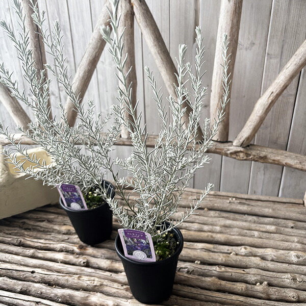 もふもふ⭐️⭐️⭐️ロータス　プリムストーン　抜き苗 ⭐️⭐️⭐️ 楽天市場】ロータス 'ブリムストーン' : おぎはら植物園