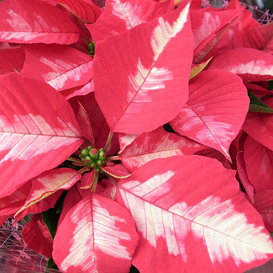 楽天市場 ポインセチア 鉢 アイスパンチ5号鉢植え 真っ赤な葉に白い斑が入る珍しい品種 鉢花 母の日 花 ガーデニング岐阜緑園