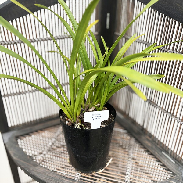 楽天市場】キンリョウヘン（金稜辺）4号鉢植え : 千草園芸