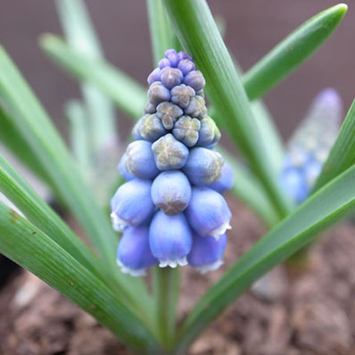 楽天市場 ムスカリ アルメニアカムブルー 苗 早春の球根草 ブルーの小花が花壇に映えます 花芽付き 花苗 販売 通販 種類 母の日 花 ガーデニング岐阜緑園