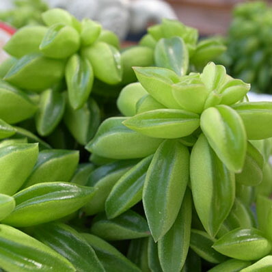 楽天市場 ペペロミア ニパドラ3 5号鉢植え 観葉植物 常緑多年草 丈夫で育てやすい 販売 通販 種類 母の日 花 ガーデニング岐阜緑園