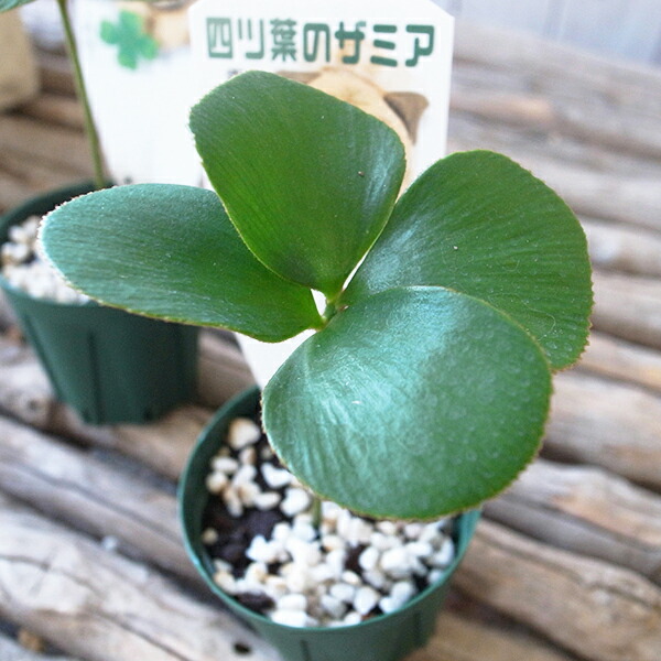 楽天市場】尖閣 センカク ガジュマル 3号サイズ 苗 希少品種