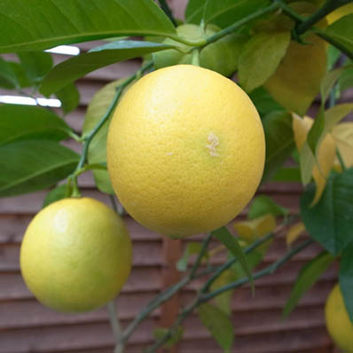 楽天市場 早成りレモンの木 レモン21 鉢植えで翌年収穫予定 糖度が高く香り良い最新品種 販売 通販 種類 母の日 花 ガーデニング岐阜緑園
