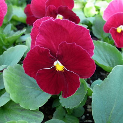 楽天市場 パンジー ローズ4株 パンジー 苗 鮮度優先 生産農家 朝取り 花苗 パンジー苗 種類 母の日 花 ガーデニング岐阜緑園