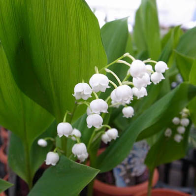 楽天市場 スズラン3 5号サイズ 芳香のある純白の小花が魅力 鉢植え 鉢花 販売 通販 種類 母の日 花 ガーデニング岐阜緑園
