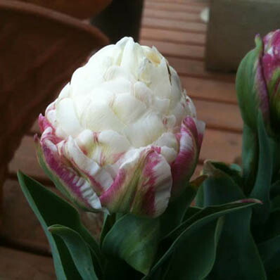 楽天市場 チューリップ アイスクリーム芽出し 花苗 3号サイズ チューリップ 球根 Tulip 販売 通販 種類 母の日 花 ガーデニング岐阜緑園 楽天市場 チューリップ アイスクリーム芽出し 花苗 3号サイズ チューリップ 球根 Tulip 販売 通販 種類 母の日 花 ガーデニング岐阜緑園