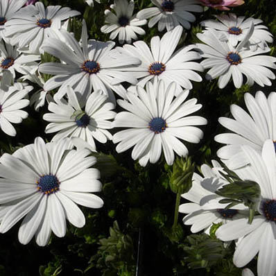 楽天市場 オステオスペルマム ホワイト白 花芽付 多年草 花苗 販売 通販 種類 母の日 花 ガーデニング岐阜緑園