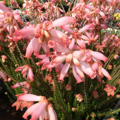 楽天市場 エリカ ファイヤーヒースピンク 面白い花型のピンク 花芽付 花苗 販売 通販 種類 母の日 花 ガーデニング岐阜緑園