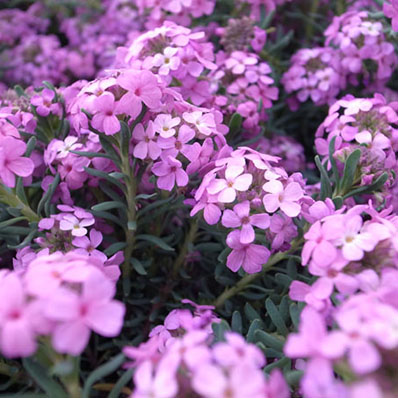 楽天市場 モロッコナズナ ピンクの小花 花芽付 花苗 販売 通販 種類 母の日 花 ガーデニング岐阜緑園