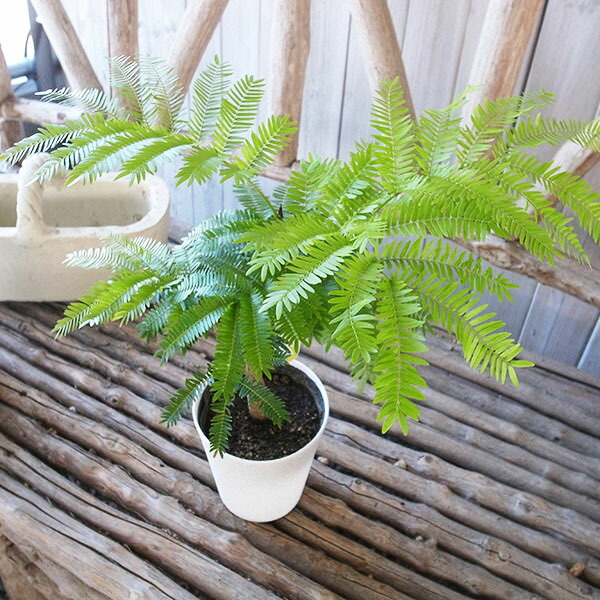 【高さ180cm♥種5つ付いてます♥】エバーフレッシュ ネムノキ 背高め 高さ180cm♥種5つ付いてます♥】エバーフレッシュ ネムノキ 背高め