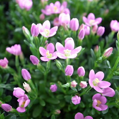 楽天市場 コマチリンドウ 花苗 ピンクの小花 常緑多年草 寄せ植え等のワンポイント 花芽付 販売 通販 種類 母の日 花 ガーデニング岐阜緑園