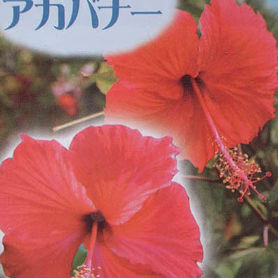 楽天市場 ハイビスカス 苗 アカバナー 地球が育てた自然のままのハイビスカス ハワイをはじめアフリカ フィジー諸島原産の珍しいハイビスカスを集めました 母の日 花 ガーデニング岐阜緑園