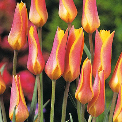 楽天市場 チューリップ 花のかわいいチューリップ クリサンサ8球セット チューリップ 球根 Tulip 販売 通販 種類 ちゅーりっぷ 母の日 花 ガーデニング岐阜緑園