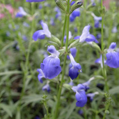 楽天市場 コバルトセージ 花芽付 色鮮やかなブルーの花 販売 通販 種類 母の日 花 ガーデニング岐阜緑園