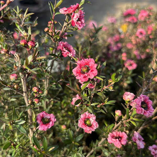 楽天市場 ギョリュウバイ 愛夢 4号サイズ 高さ40cm 鉢花 お正月の寄せ植え用 販売 通販 種類 母の日 花 ガーデニング岐阜緑園