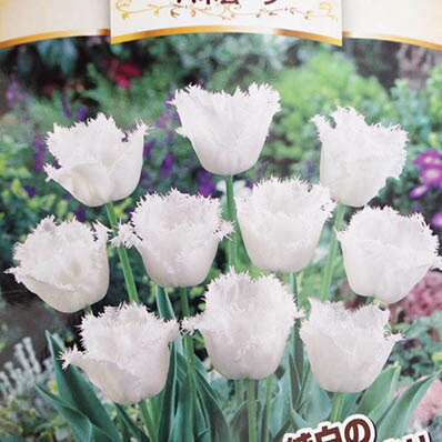 楽天市場 チューリップ球根 プレミアムチューリップ ハネムーン3球 チューリップ 球根 Tulip 販売 通販 種類 ちゅーりっぷ 母の日 花 ガーデニング岐阜緑園