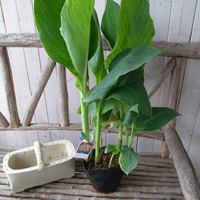 楽天市場 カンナ クレオパトラ 観葉植物 母の日 花 ガーデニング岐阜緑園