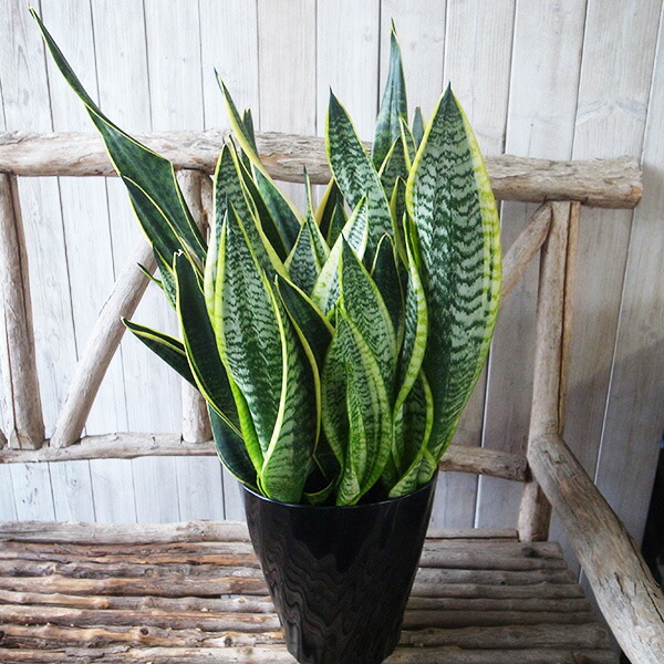 楽天市場】サンスベリア パンテルズセンセーション 4号サイズ