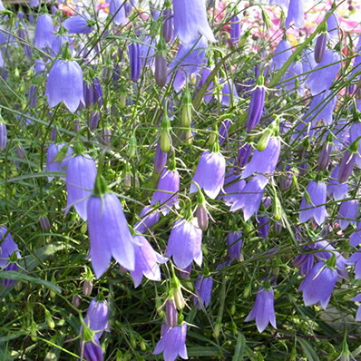 Auc Gifuryokuen Rock Chasing Blue 5 Size Pot Flower Purple Small Rock Chasing Blue 5 Size Pot Flower Purple Small Bell Shaped Flowers Each Year Enjoy Perennial S Type Potted Plant Height 50 Cm