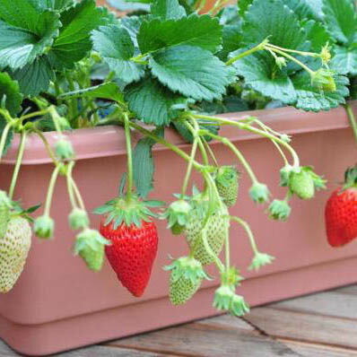 楽天市場】イチゴ ( いちご ) とちおとめ 5号鉢（直径15cm）1個 いちご