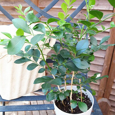 シルクジャスミン　リビングサイズ　８号　高さ115ｃｍ シルクジャスミン リビングサイズ 8号 高さ115cm 楽天市場】観葉