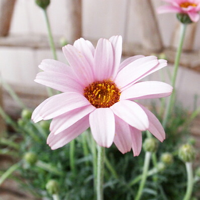 楽天市場】ガザニア苗3種類セット オレンジ イエロー ピンク レッド