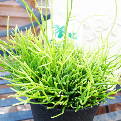 楽天市場 リプサリス カスッサ 4号サイズ スリム鉢植え サボテンの仲間で垂れ下がるよう育つ植物 室内グリーン 高さ25cmセンチ 母の日 花 ガーデニング岐阜緑園