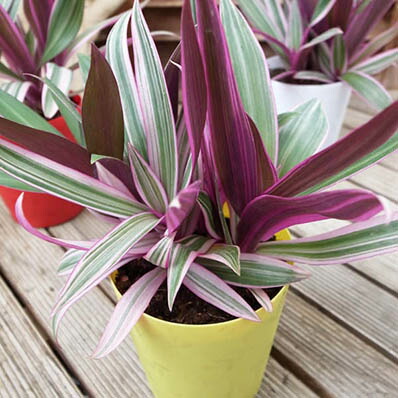 楽天市場】サンセベリア ゴールデンハニー 2.5号サイズ 苗