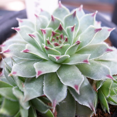 楽天市場 多肉植物 センペルビウム カルカレウム Sempervium Calcareum タニクショクブツ 販売 通販 多肉女子 母の日 花 ガーデニング岐阜緑園