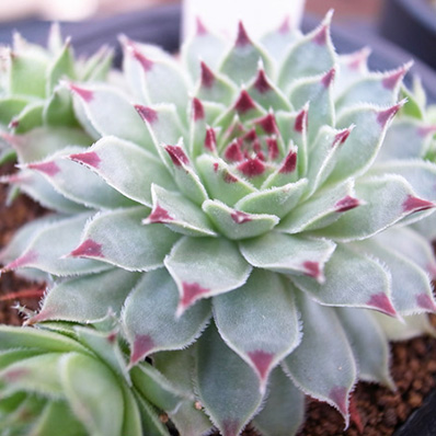 楽天市場 多肉植物 センペルビウム メテニアナム Sempervium Mettenianum タニクショクブツ 販売 通販 多肉女子 母の日 花 ガーデニング岐阜緑園