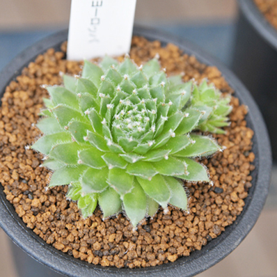 楽天市場 多肉植物 センペルビウム エミリー Sempervium Emily タニクショクブツ 販売 通販 多肉女子 母の日 花 ガーデニング岐阜緑園