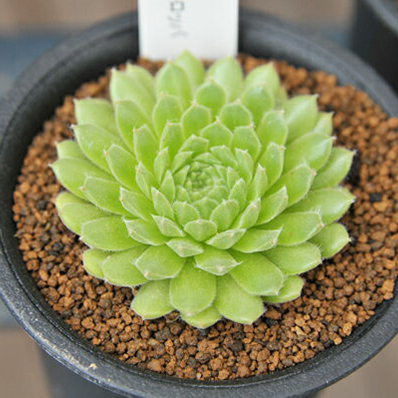 楽天市場 多肉植物 センペルビウム モンタナム Sempervium Montanum タニクショクブツ 販売 通販 多肉女子 母の日 花 ガーデニング岐阜緑園