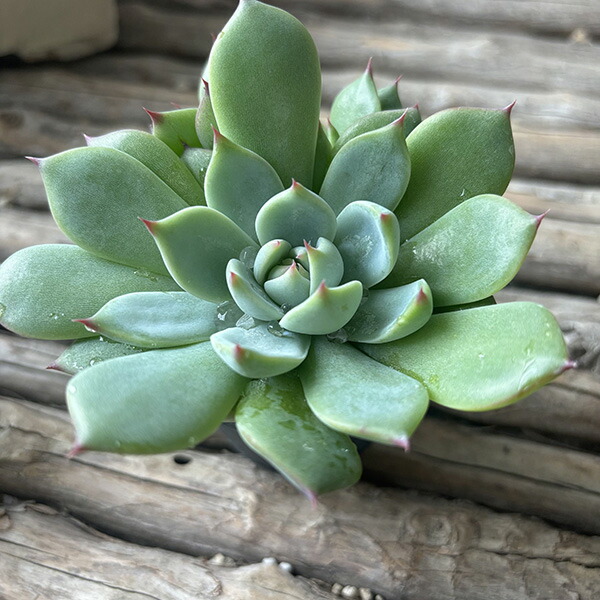 楽天市場】カラフル多肉植物 おまかせ2.5号サイズ 3株セット