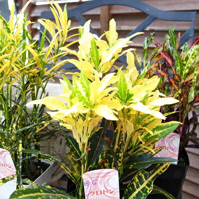 楽天市場 クロトン3鉢セット 3 5号サイズ 高さ15cm 観葉植物 葉は光沢があり色鮮やかな黄色が魅力 イエロー 母の日 花 ガーデニング岐阜緑園