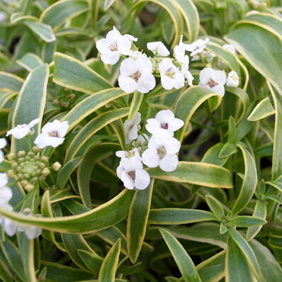 楽天市場】レア品種 アエオニウム Super Bang (スーパーバン) 2.5号鉢