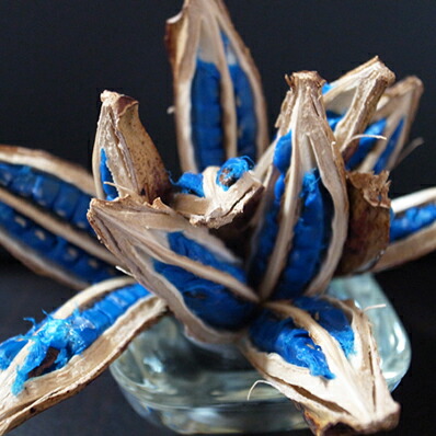 楽天市場】希少品 タビビトノキノタネ ミニボトル入 石垣島産の旅人の