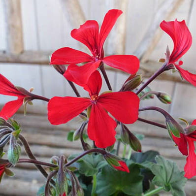 楽天市場 ゼラニウム カリエンテ ファイヤー3 5号苗 ゼラニューム 花芽付 植物 販売 レッド 赤 母の日 花 ガーデニング岐阜緑園