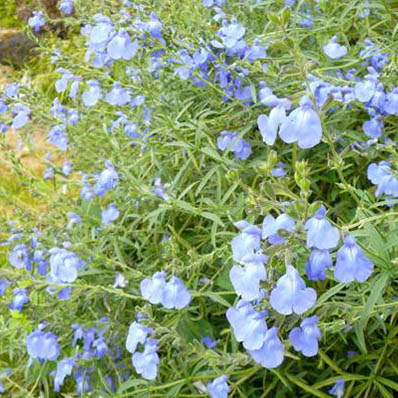 楽天市場 サルビア アズレア 花苗 サルビア 宿根草 販売 通販 種類 母の日 花 ガーデニング岐阜緑園