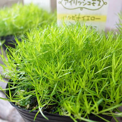 楽天市場 アイリッシュモス ハッピーイエロー苗3株セット ふわふわもこもこ可愛いグリーン アイリッシュモス サギナ 母の日 花 ガーデニング岐阜緑園