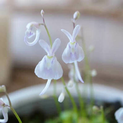 楽天市場 うさぎ苔 3鉢セット うさぎそっくり可愛いお花 ウサギゴケ タヌキモ 食虫植物 ホワイト 白 母の日 花 ガーデニング岐阜緑園