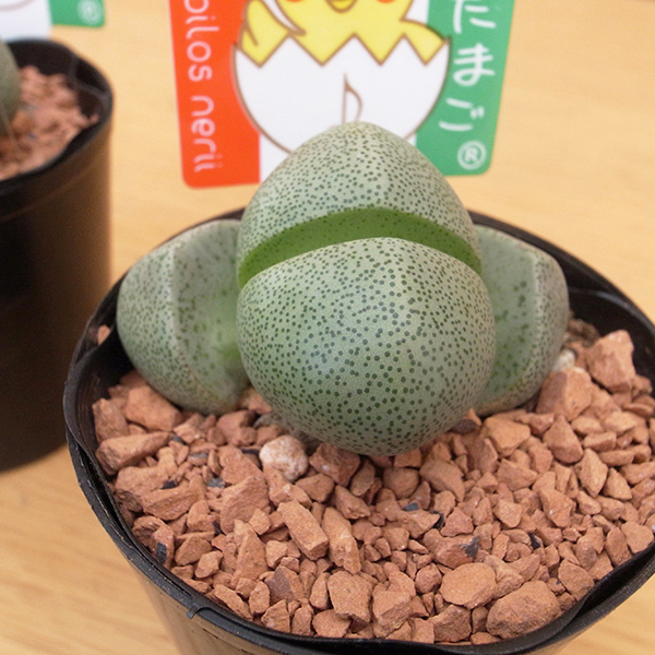 多肉植物　コチレドン　熊童子　ハートマーク入り 楽天市場】熊童子錦 コグマの手袋 斑入りコチレドン3.5号サイズ