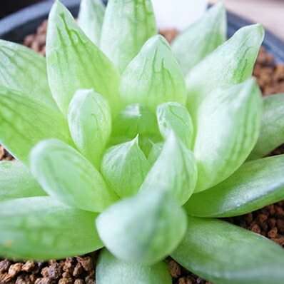 楽天市場 多肉植物 ハオルチア ウィテンヘイジ Haworthia Cimbiformis Uitenjage タニクショクブツ 母の日 花 ガーデニング岐阜緑園