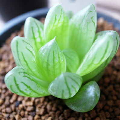 楽天市場 多肉植物 ハオルチア トランシエンス タニクショクブツ 母の日 花 ガーデニング岐阜緑園