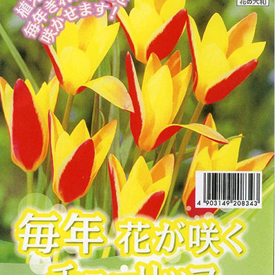 楽天市場 チューリップ クルシアナシンシア7球セット 植えっぱなしで毎年花が咲く ちゅーりっぷ 球根 母の日 花 ガーデニング岐阜緑園