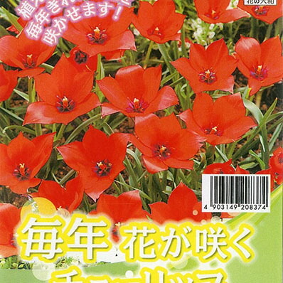 楽天市場 チューリップ リニフォリア7球セット 植えっぱなしで毎年花が咲く ちゅーりっぷ 球根 母の日 花 ガーデニング岐阜緑園