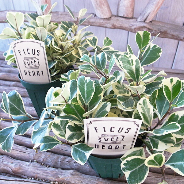 楽天市場】ネムノキ エバーフレッシュ 幹太 4号サイズ 鉢植え