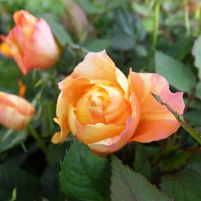 ミニバラ マラクジャコルダーナ 鉢植え 高さ30cmセンチ 3 5号鉢 イエローとオレンジの絞りが素敵なミニバラ 母の日 花 ガーデニング岐阜緑園