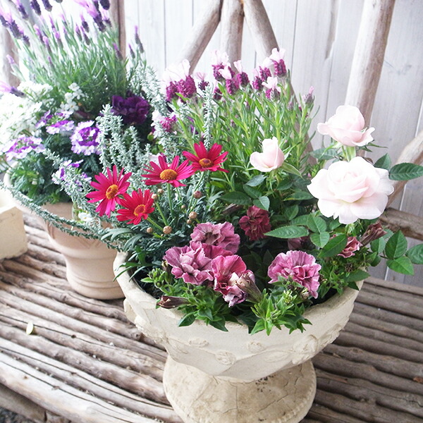 ビオラ 楽天市場】送料無料 シルバーリーフ パステルビオラ フロスティ